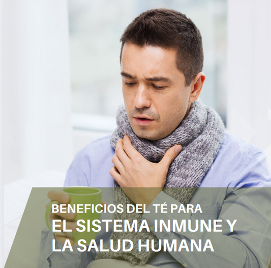¿Conoces los beneficios del té para el sistema inmune y la memoria?