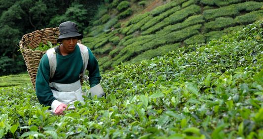 La importancia del cultivo del té en la economía mundial